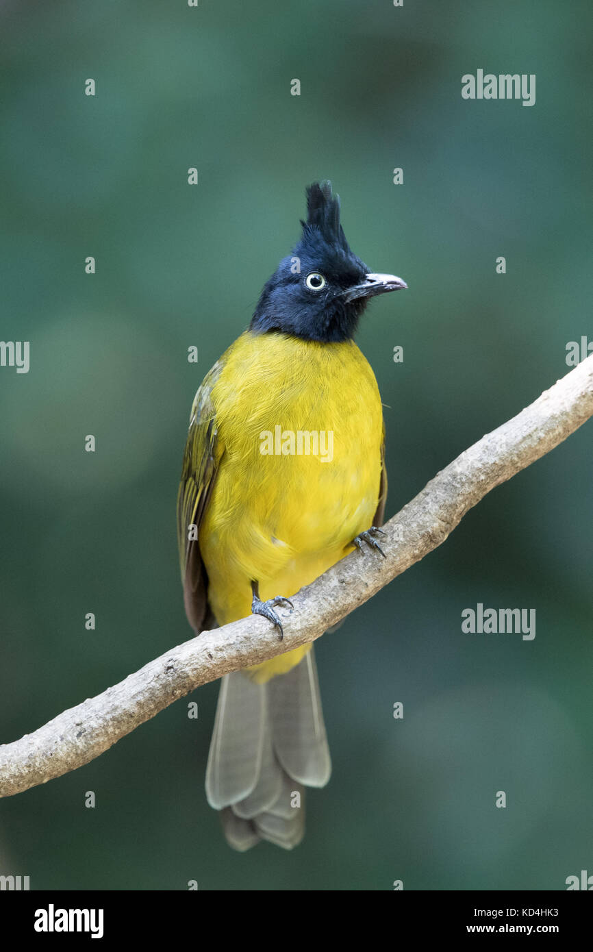 Die black-Crested bulbul (Pycnonotus flaviventris) ist ein Mitglied der Familie der Vögel bulbul) aus. Es ist vom indischen Subkontinent so gefunden Stockfoto