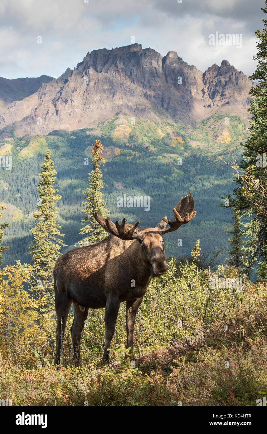 Elche, Bull, Geweih in Samt, Alaska Range Berge Stockfoto