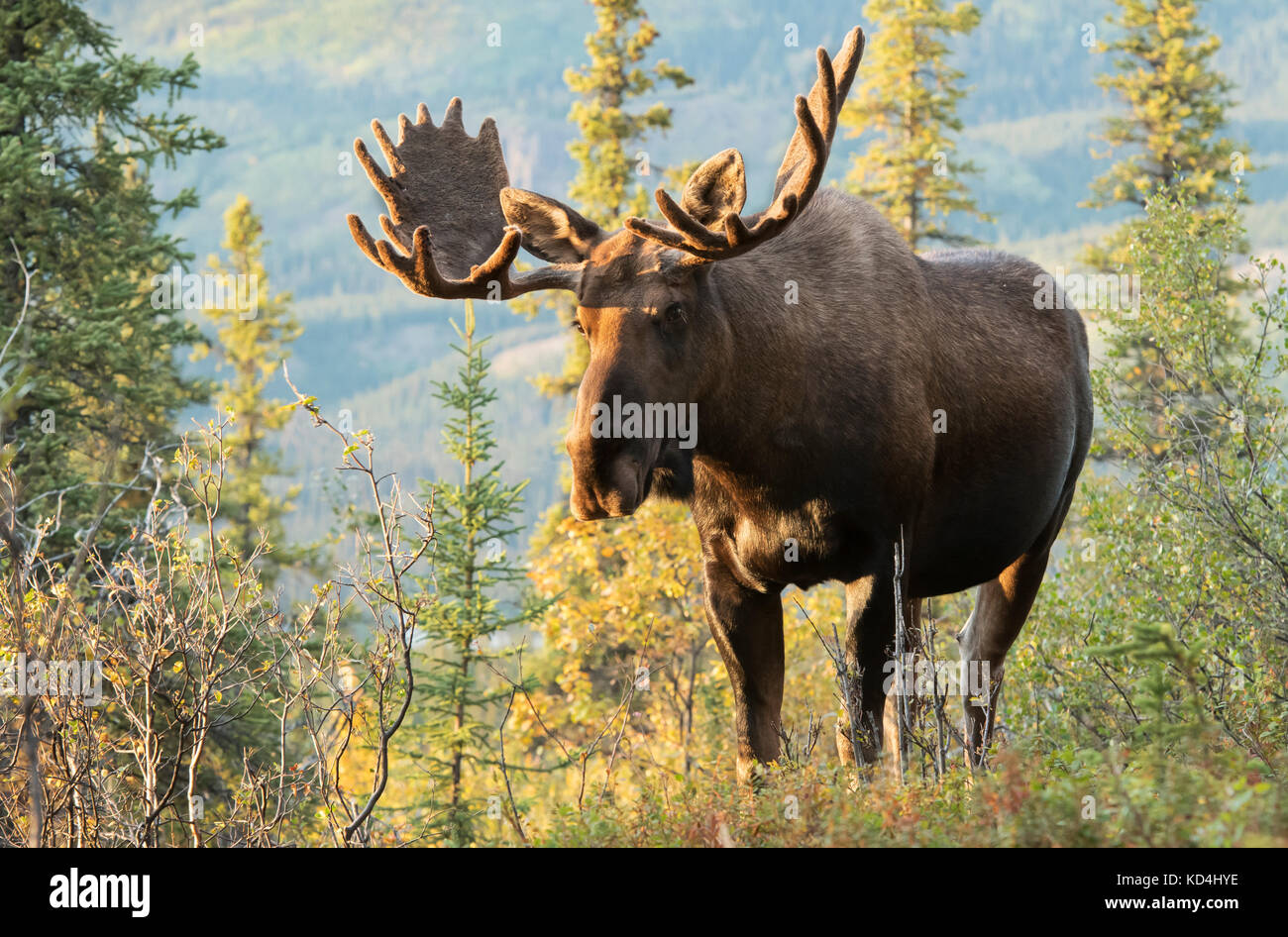 Elche, Bull, Geweih in Samt, Alaska Range Berge Stockfoto