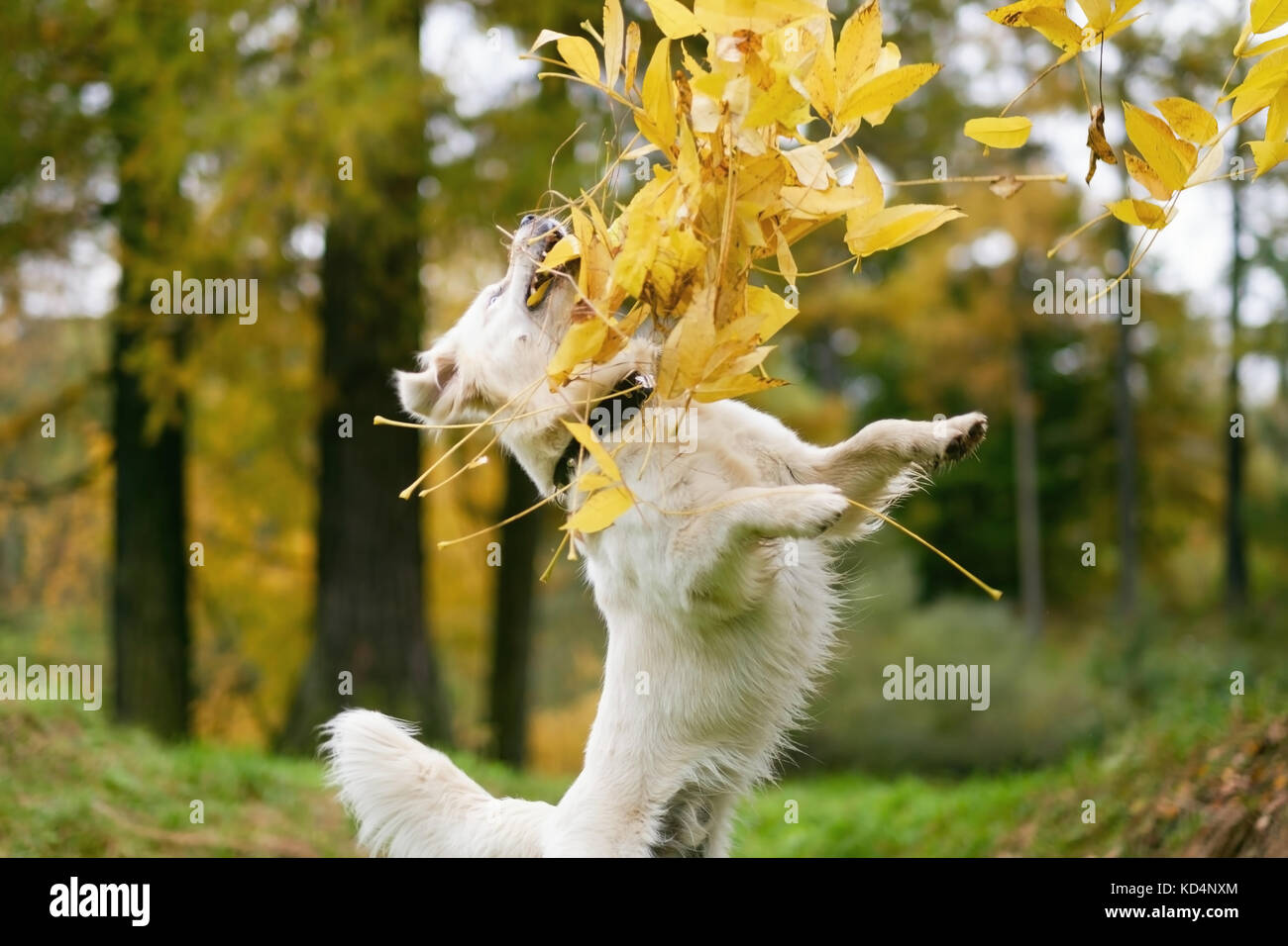 Herbstliche Stimmung. Happy Golden Retriever Hund spielen mit Blättern. Stockfoto