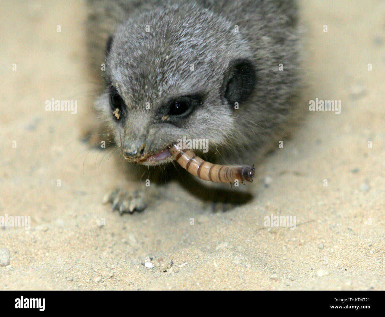 Baby Meerkat essen eine mealworm. Stockfoto