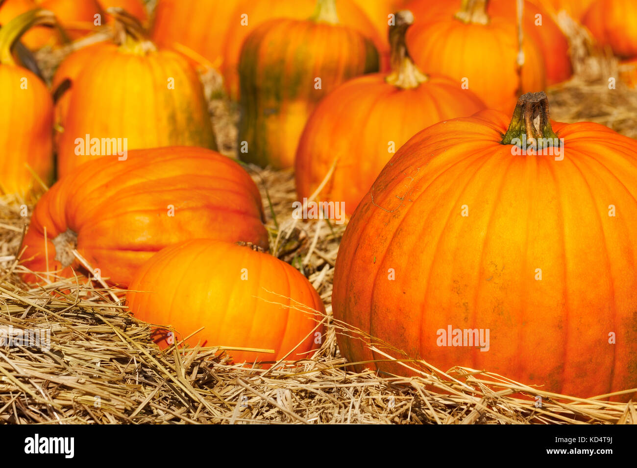 Pumpkin Patch hautnah. Selektiver Fokus auf den Vordergrund Kürbisse in Stroh gelegen. Verschiedene Größen und Formen. Stockfoto