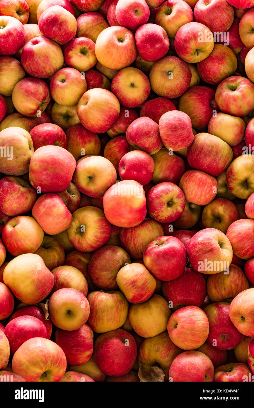 Gala Äpfel, Cattaraugus County, New York Stockfoto
