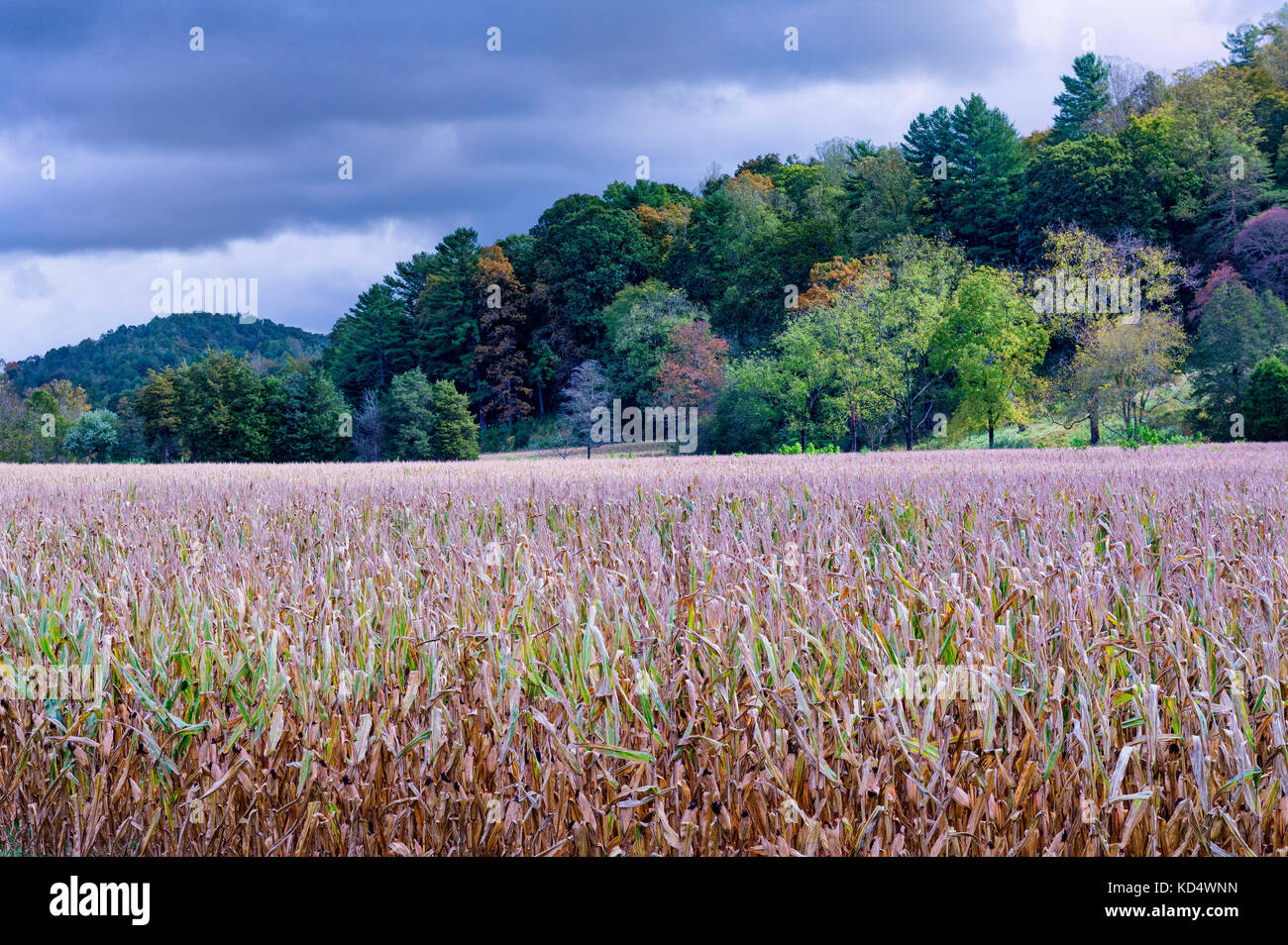 Maisfeld, Mitte Oktober - Mais, Feld am Rande des Waldes in Morgen mit Moody Wolken. Stockfoto