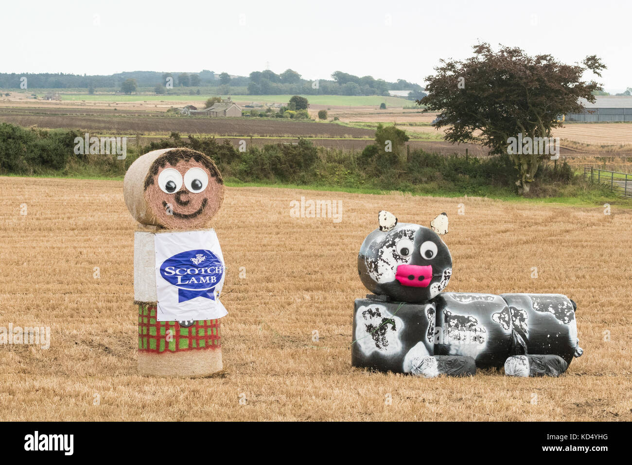 Junge Bauern Ballen Kunst Förderung Scotch Lamb, Schottland, Großbritannien Stockfoto