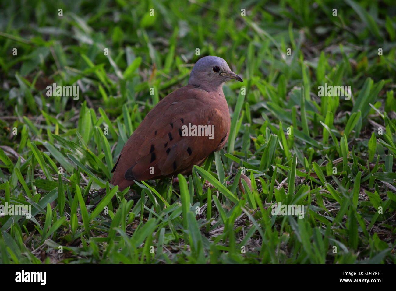 Ruddy ground Dove, columbina talpacoti, Arenal, Costa rica, Mittelamerika Stockfoto
