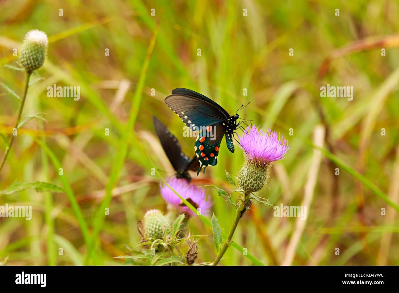 Ein Schwarzer Schwalbenschwanz bekommt etwas Nektar aus dem Thistle im Sequoyah National Wildlife Refuge in Vian, Oklahoma 2017 Stockfoto
