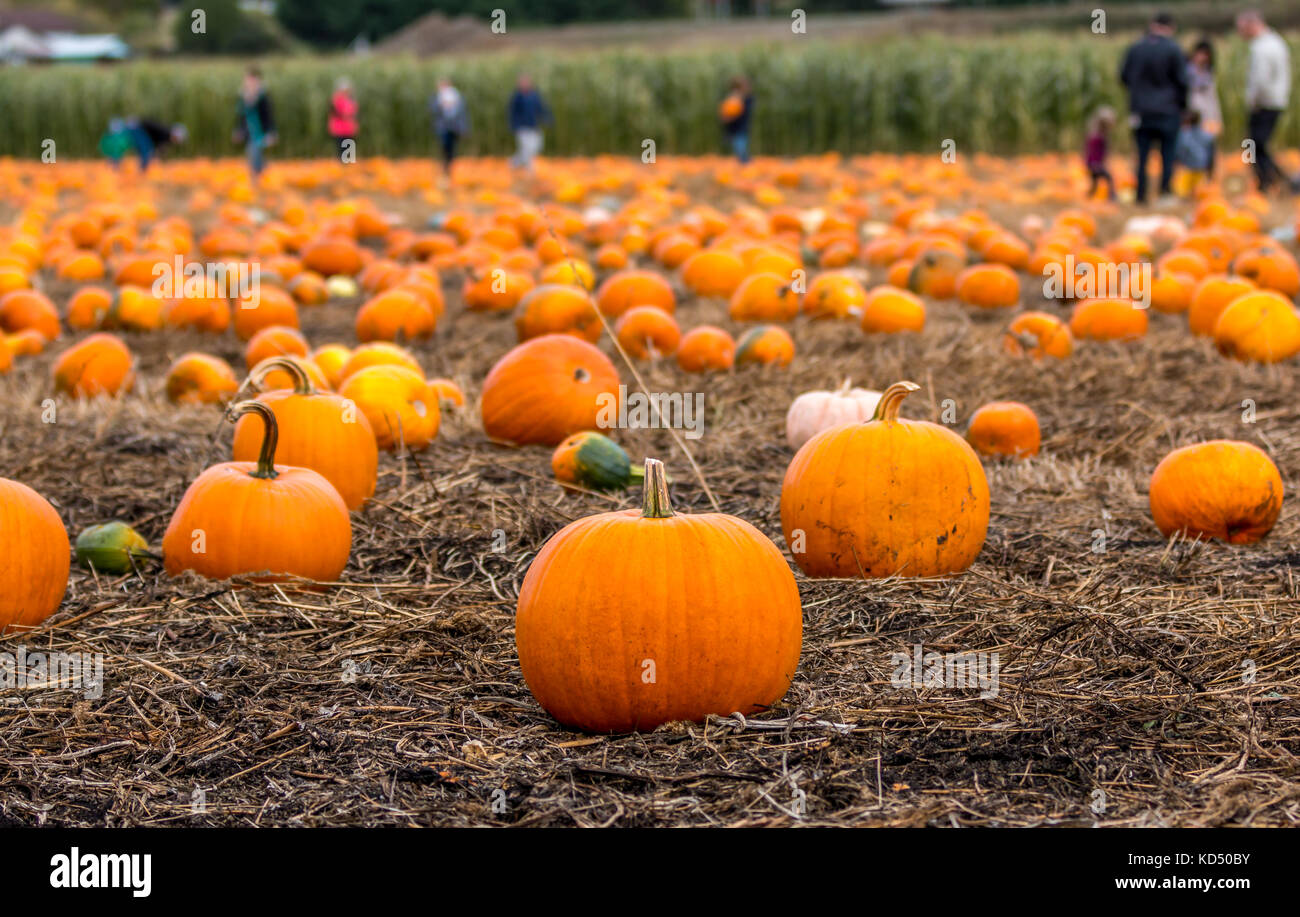 Flache Fokus auf Pumpkin Patch als Familien haloween Kürbisse pflücken. Stockfoto