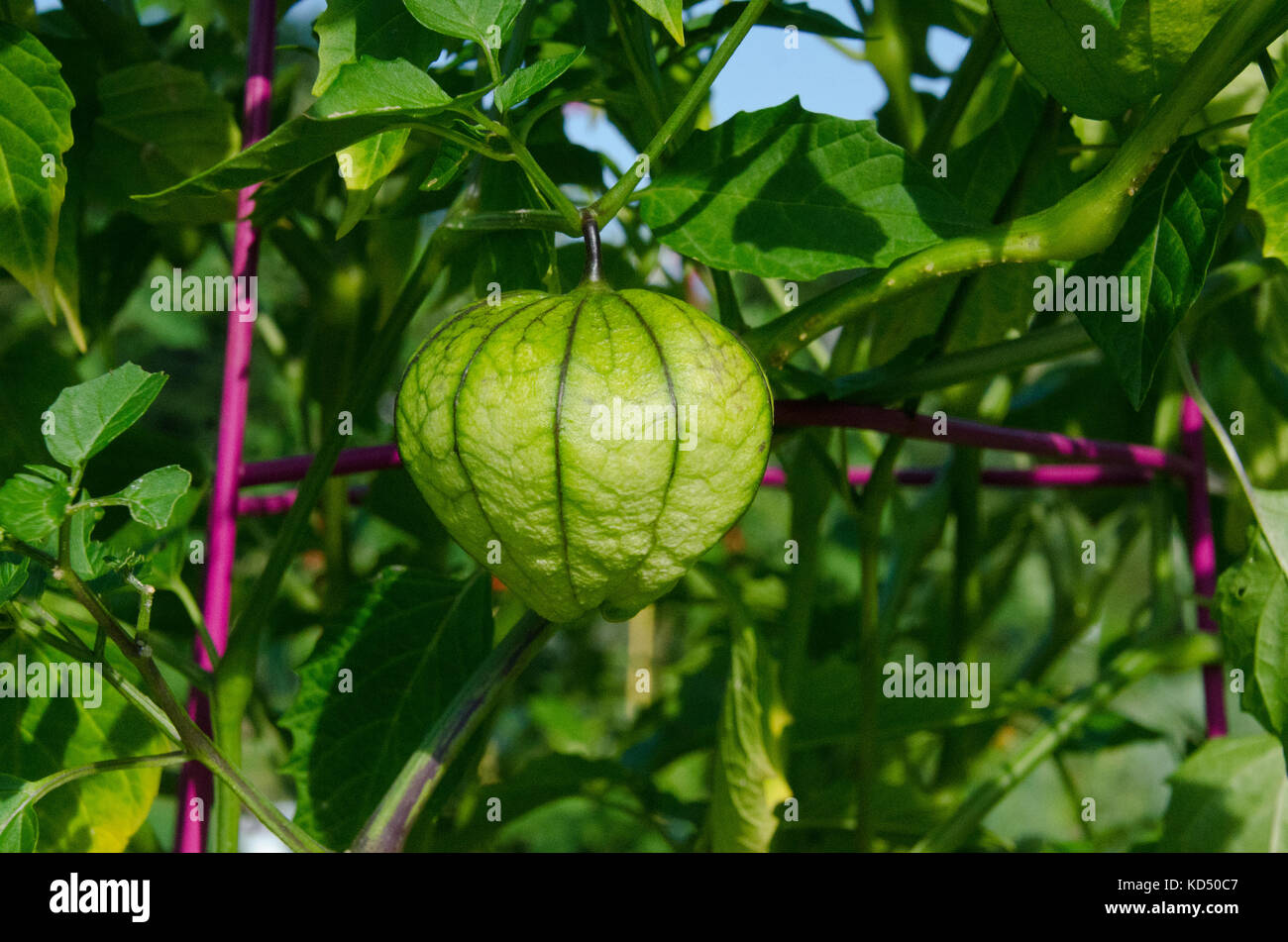 Tomatillo, Physalis philadelphica, am Weinstock im Garten, Maine, USA Stockfoto