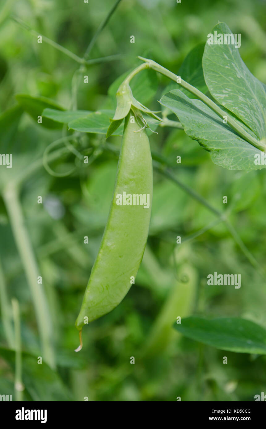 Single Sweet pea Pod hängt an der Rebe in der Gemeinschaft garten, Maine, USA Stockfoto
