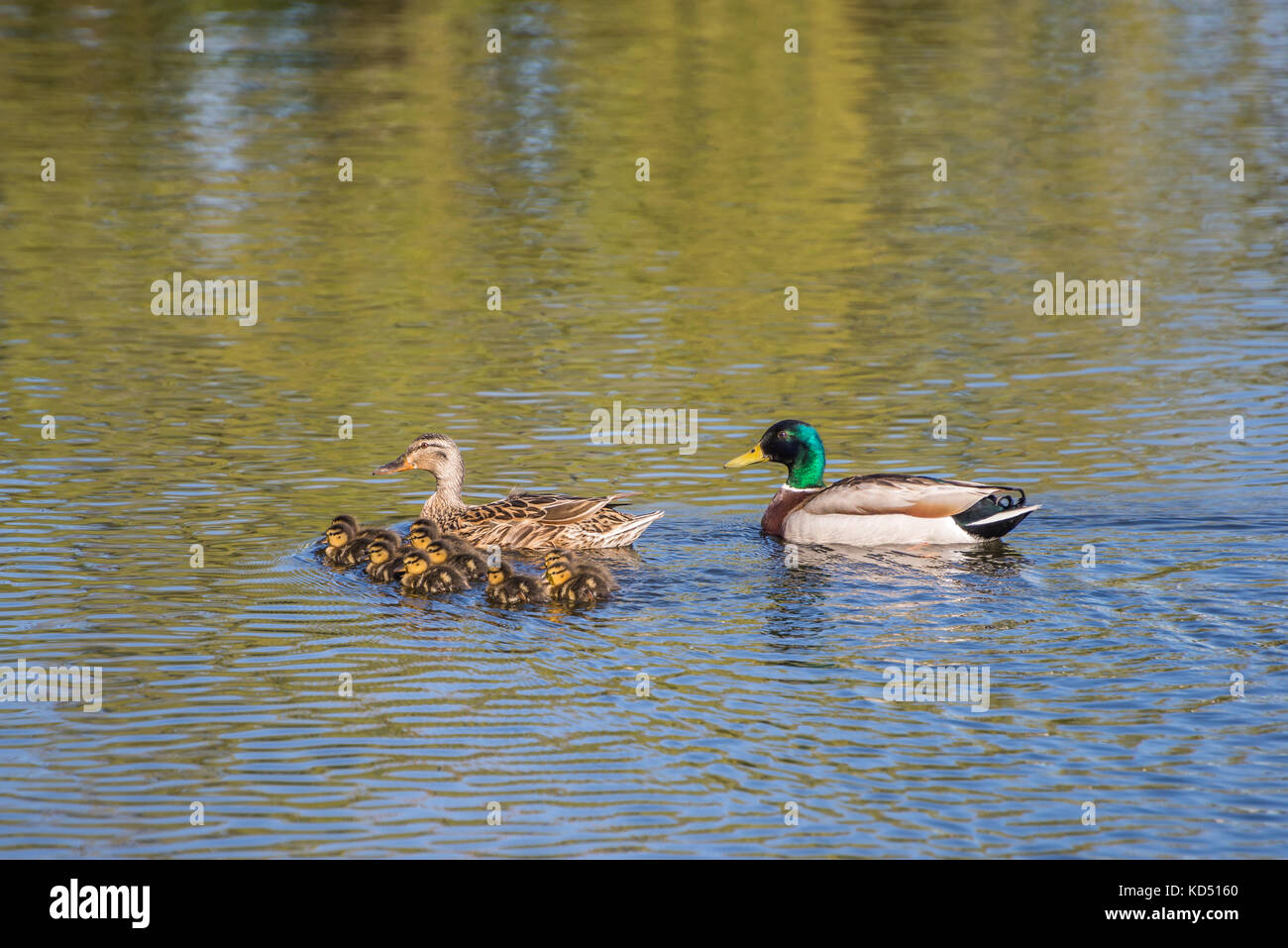 Weibliche und männliche Enten mit Küken Stockfoto