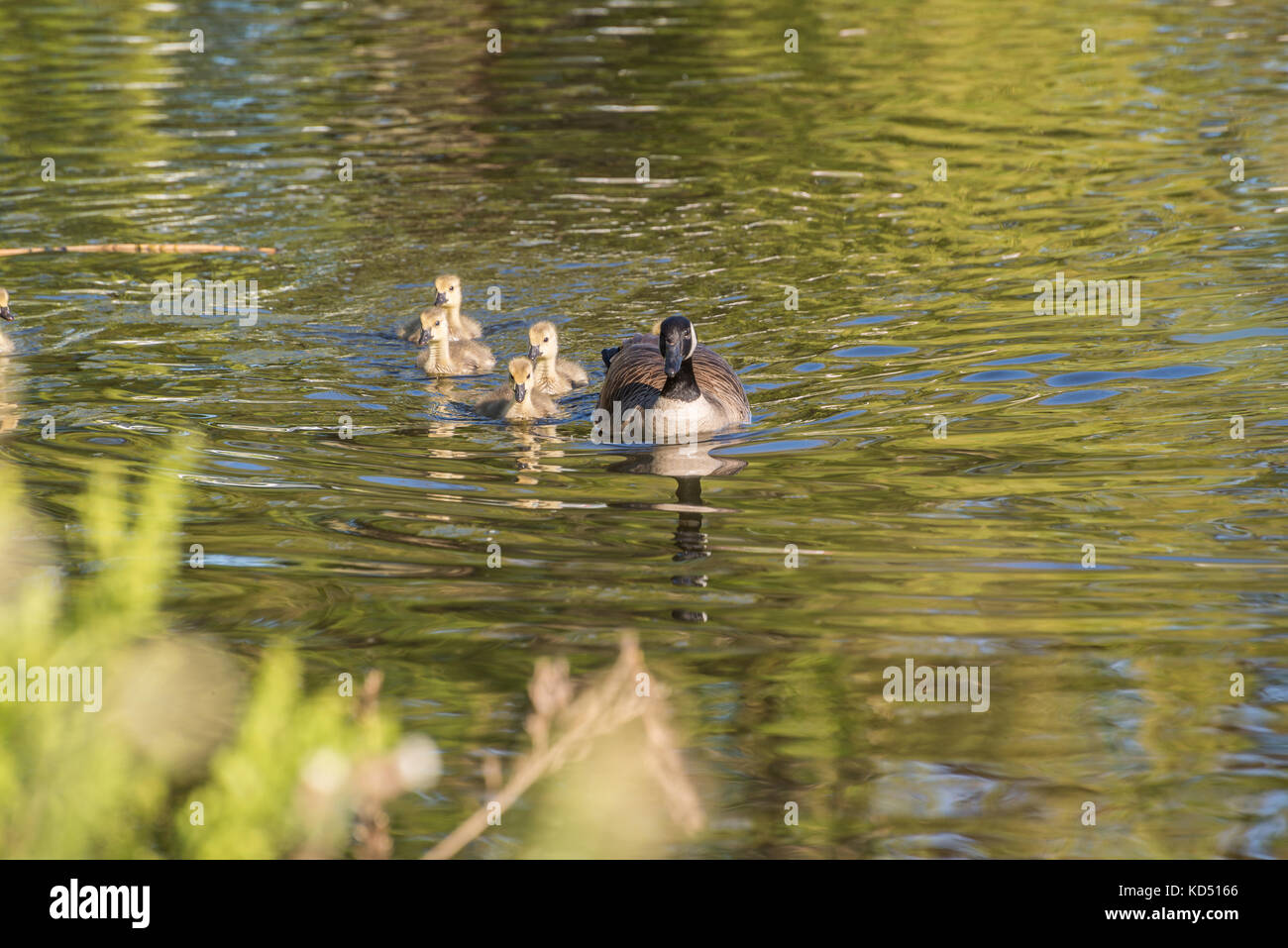 Weibliche Gans mit gänschen Stockfoto