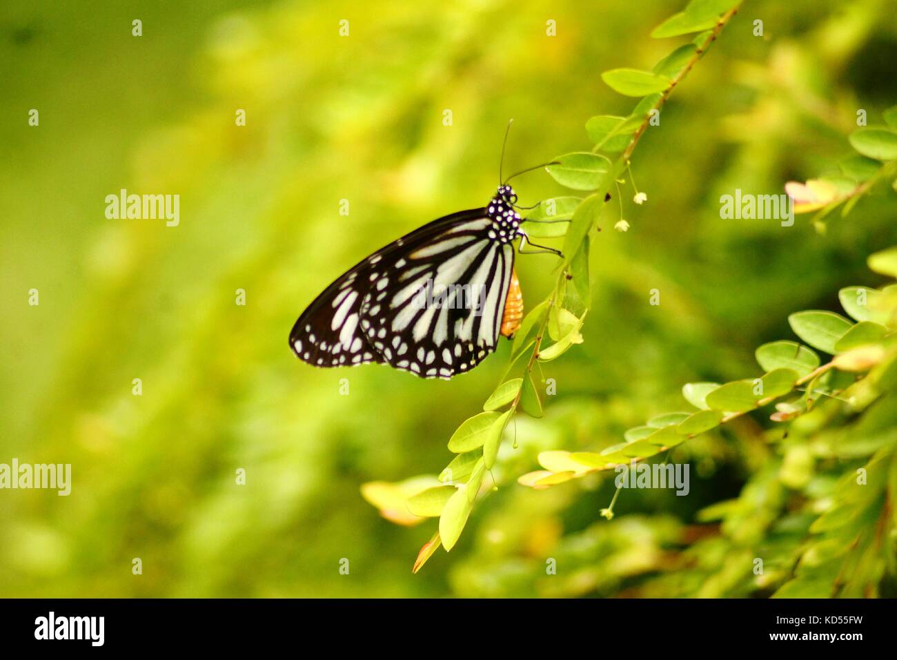 Der Frühling ist da Stockfoto