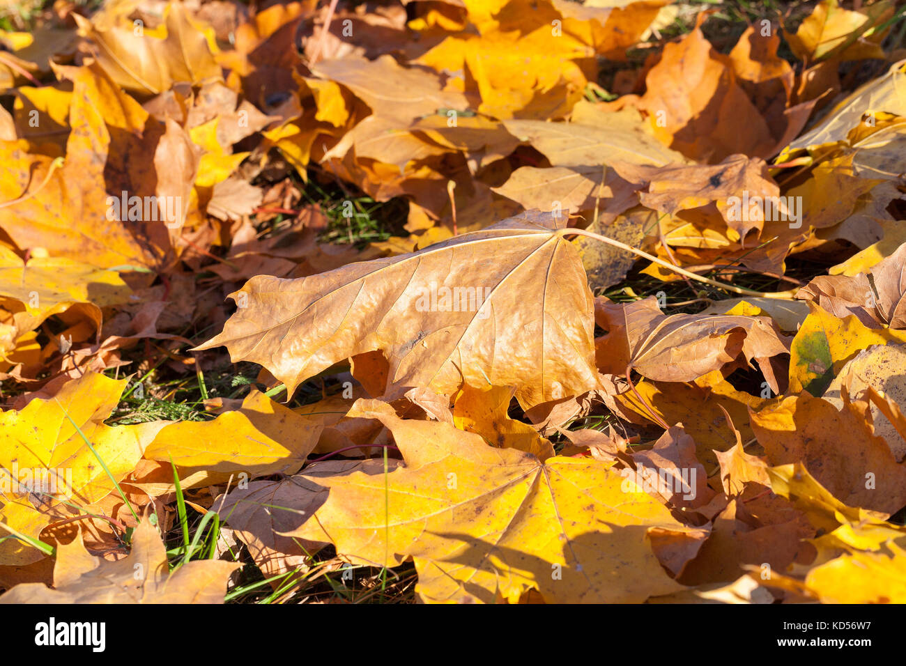 Blätter im Herbst park Stockfoto