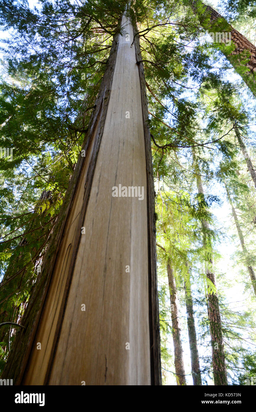 Der Stamm einer westlichen roten Zeder mit abgeschälter Rinde, auch bekannt als kulturell modifizierter Baum (CMT), Vancouver Island, British Columbia, Kanada. Stockfoto