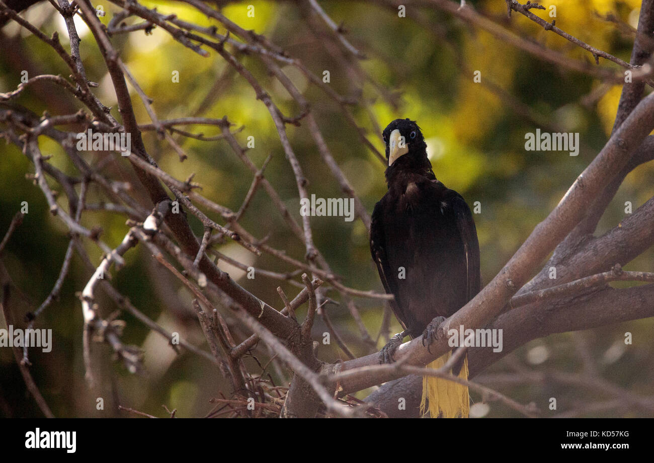 Surinam crested oropendola genannt Psarocolius decumanus kann hoch in den Bäumen in Panama und Argentinien gesehen werden. Stockfoto