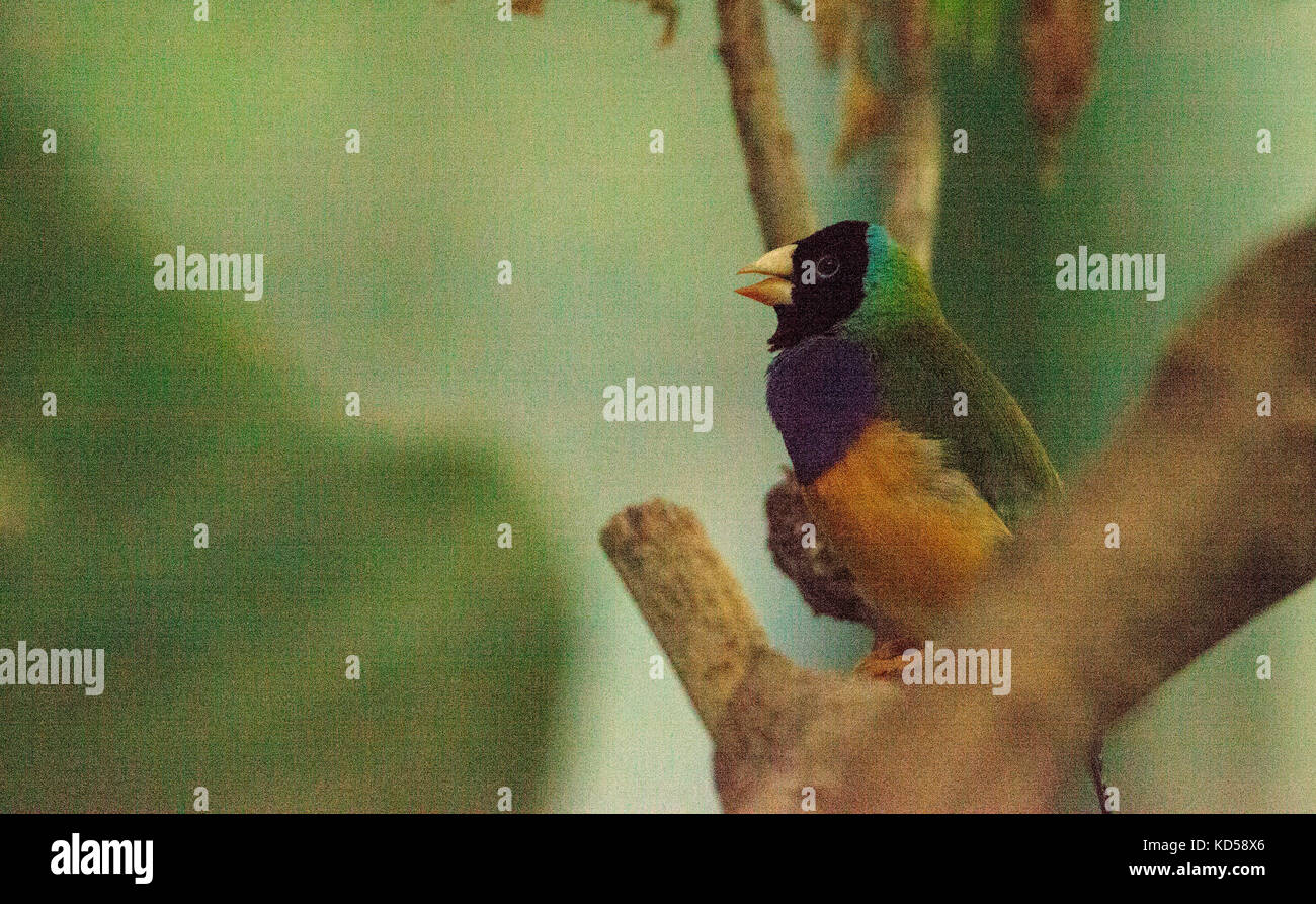 Gouldian Finch erythrura gouldiae ist ein bunter Vogel aus Nord Australien Stockfoto