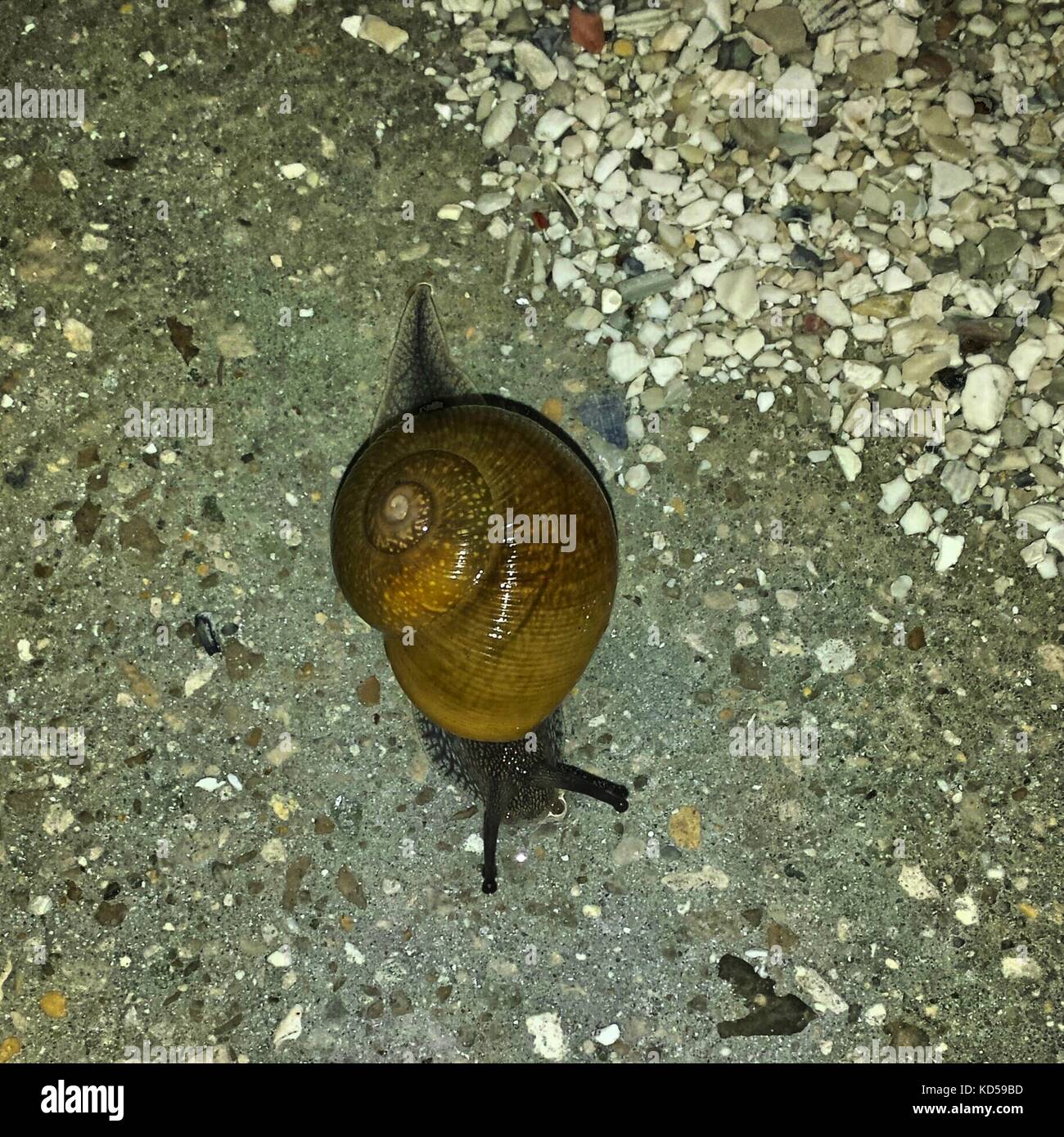 Anna Maria Island Stockfoto