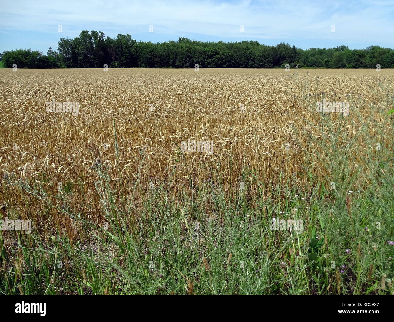 Einen weitläufigen Blick auf die goldenen Weizenfelder in Michigan Stockfoto