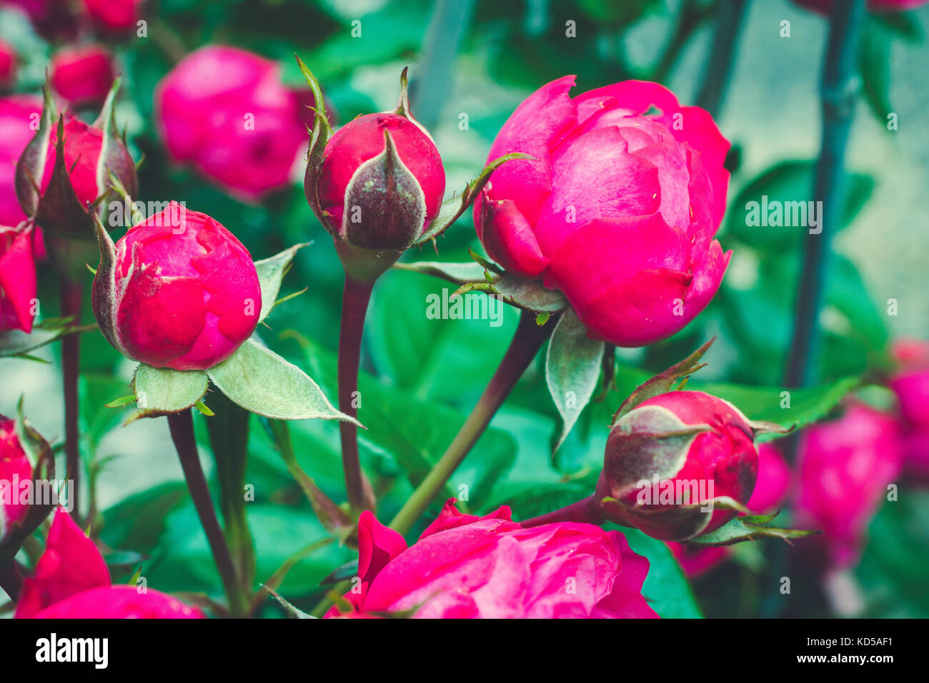 Zweig der Centifolia Rose mit Laub. Natürliche Blume. Soft Focus. Aufblühende Rosenknospen Stockfoto
