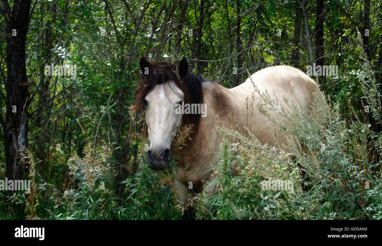 White Horse. Weißes Pferd im Wald. Weißes Pferd auf einem grünen Hintergrund. Schönes Pferd. Pferd. Stockfoto