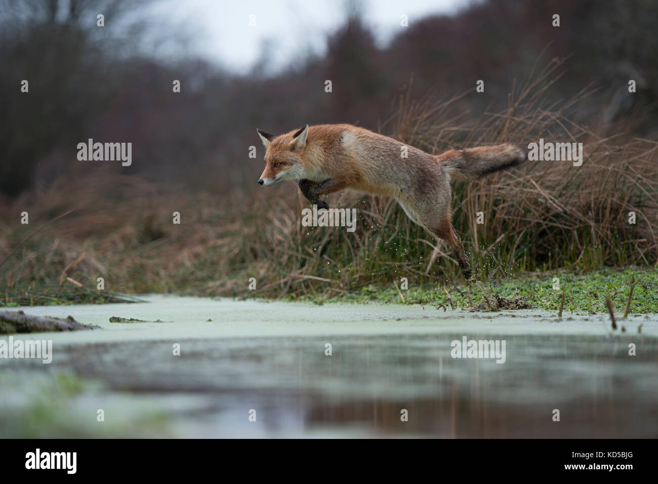 Red Fox/Rotfuchs (Vulpes vulpes), Erwachsene in winterfur, über einen Bach in einem Sumpf, weit und hoch springen, in Bewegung, wildife, Europa springen. Stockfoto