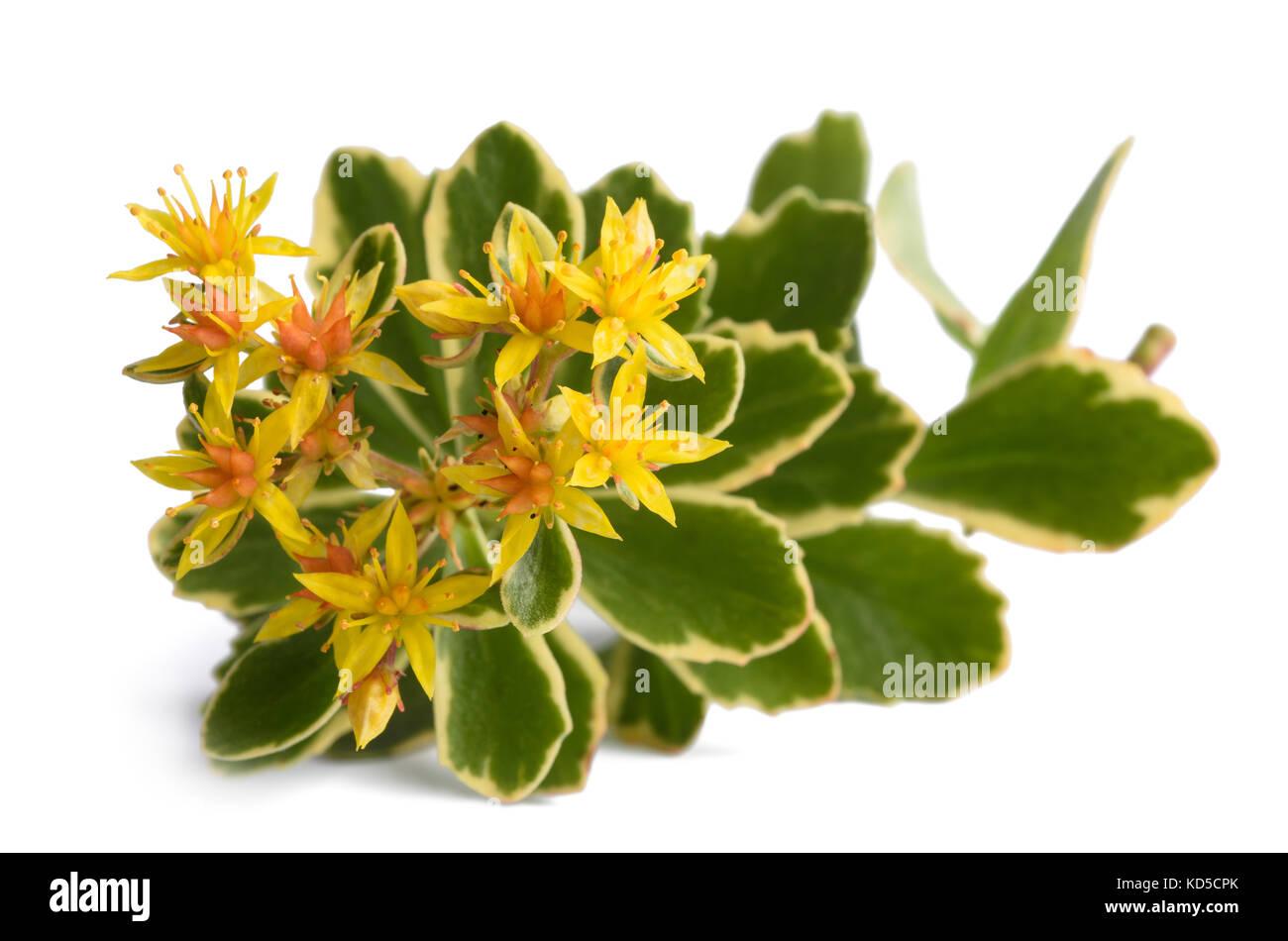 Sedum kamtschaticum variegatum auf weißem Hintergrund Stockfoto