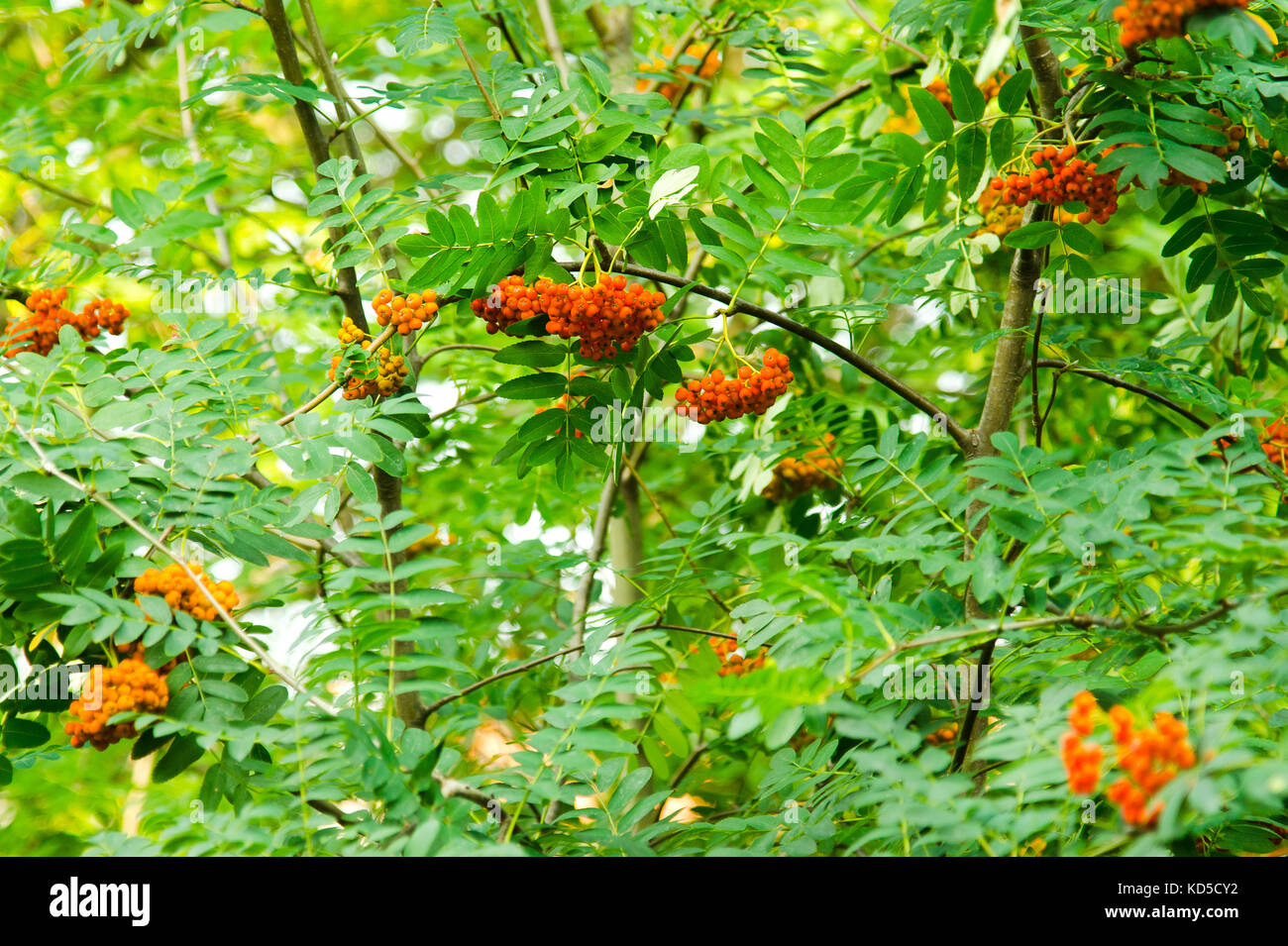 Reif rowan Früchte am Baum Stockfoto