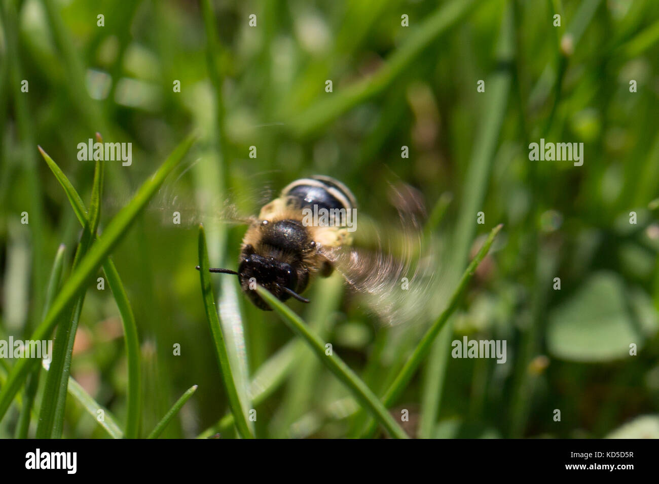 Honey Bee fliegen Stockfoto