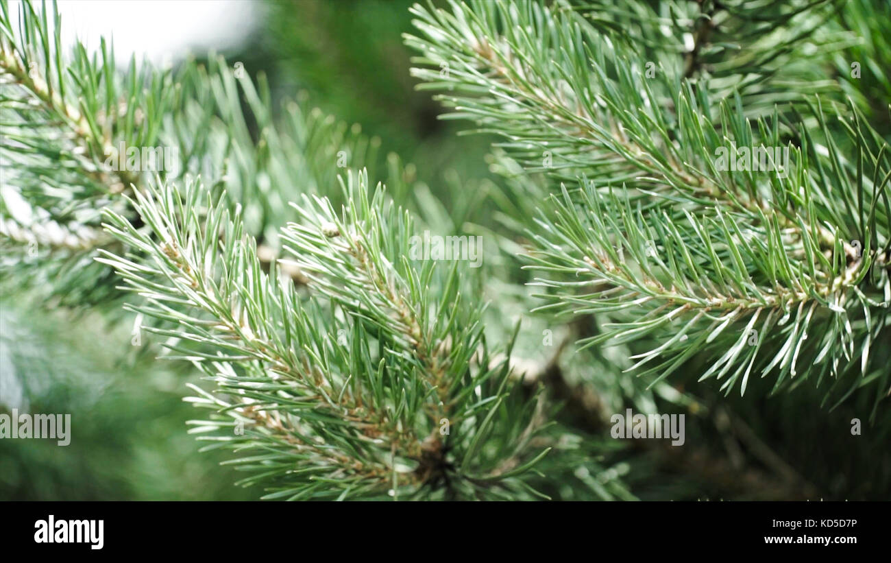 Tannenbaum Nadeln Verhindern 2025 Camila Kimberlee