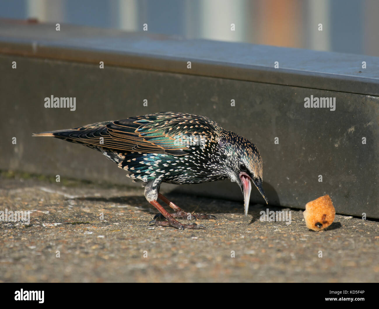 Common Starling, Sturnus vulgaris, aggressiv scavenging Essen in West Bay, Dorset, Großbritannien Stockfoto