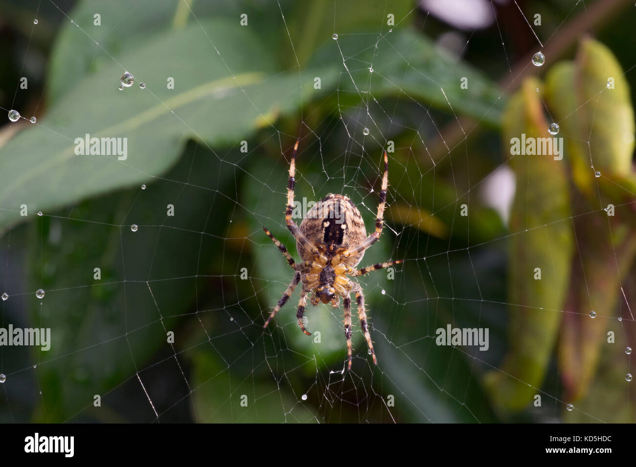 European Garden Spider, Araneus diadematus, im Web im Garten in Lancashire, Großbritannien Stockfoto