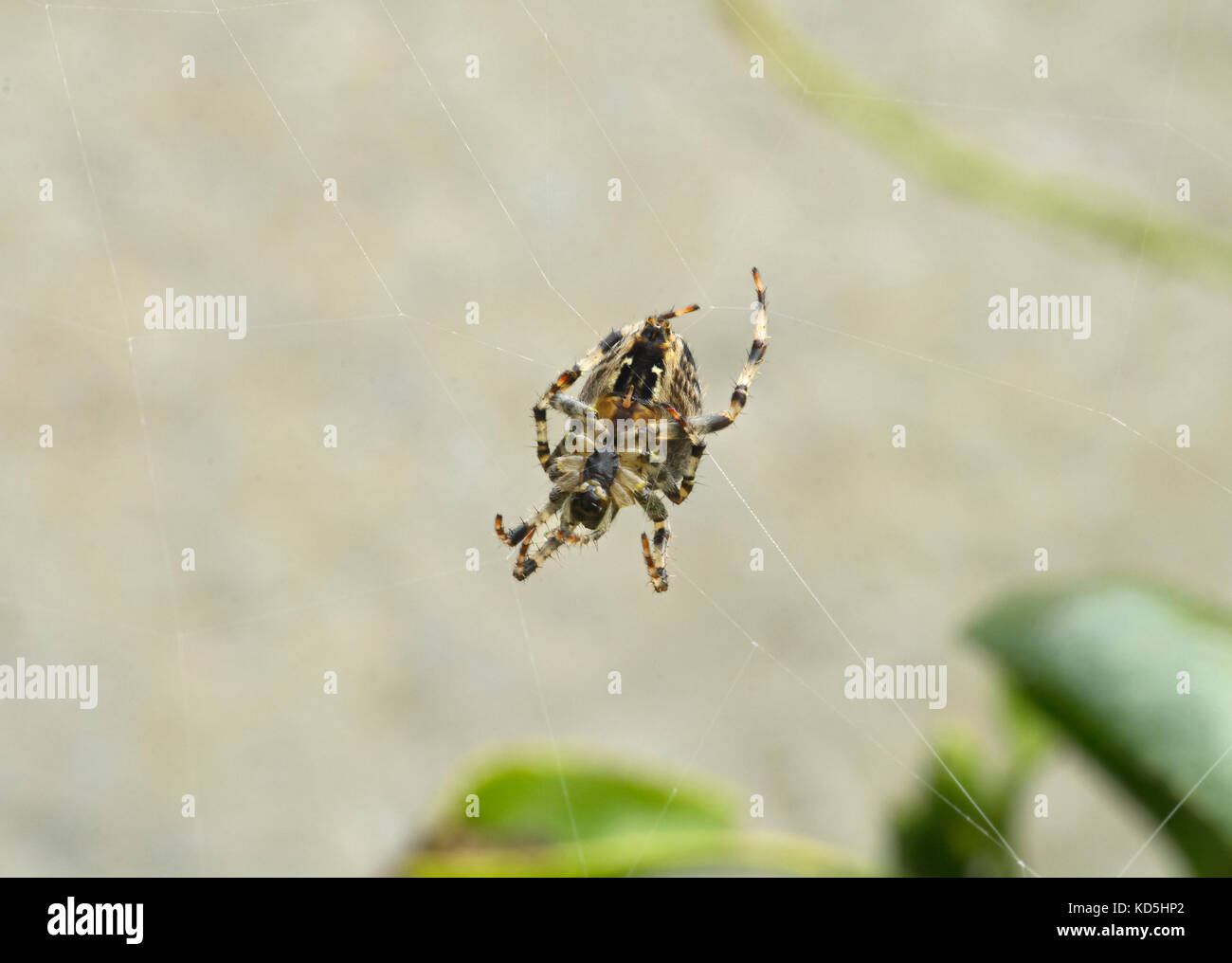 European Garden Spider, Araneus diadematus, im Web im Garten in Lancashire, Großbritannien Stockfoto