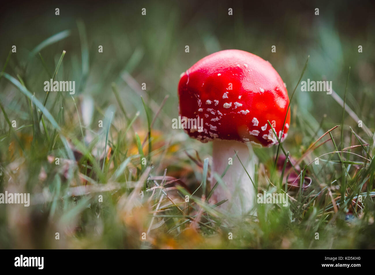 Fly agaric, Pilz, Amanita muscaria, fliegenpilz im Wald, Buckinghamshire, Großbritannien Stockfoto