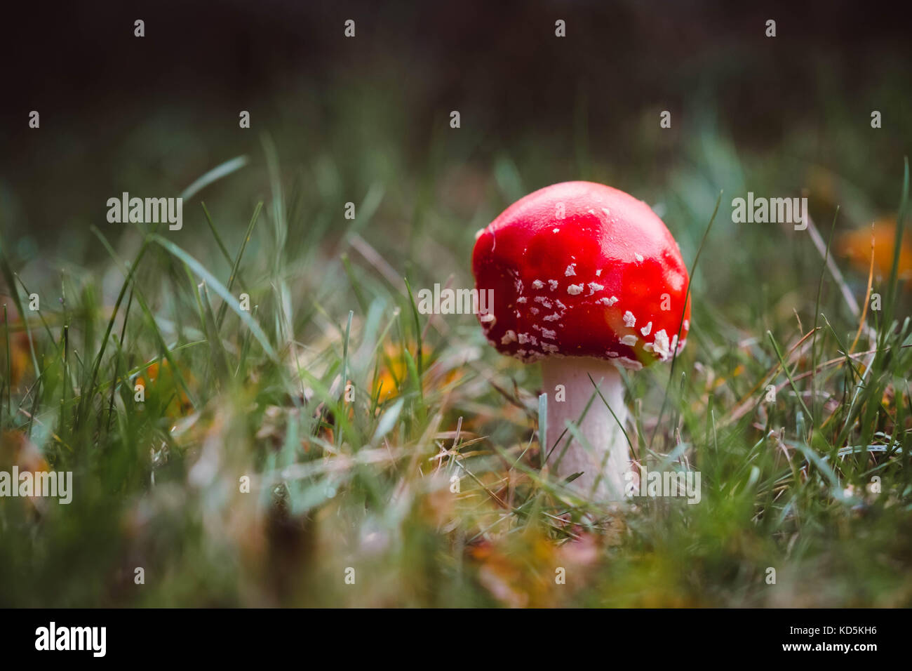 Fly agaric, Pilz, Amanita muscaria, fliegenpilz im Wald, Buckinghamshire, Großbritannien Stockfoto