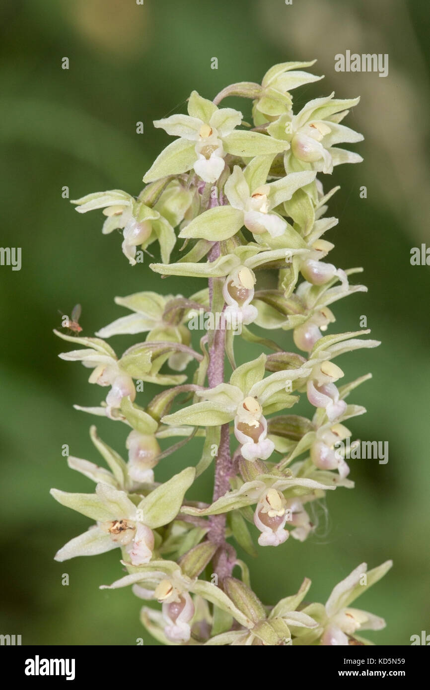 Violett helleborine Epipactis purpurata Pflanzen groeing in schattigen Wäldern, Suffolk, England Stockfoto