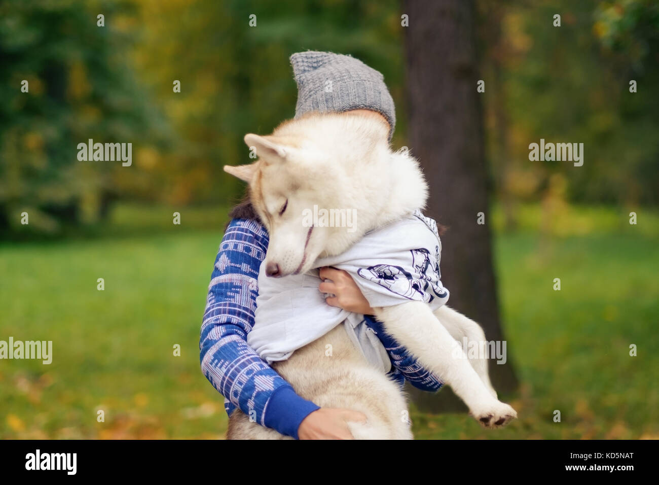 Die Beziehung zwischen dem Eigentümer und dem Hund. Frau hält den Husky. Stockfoto