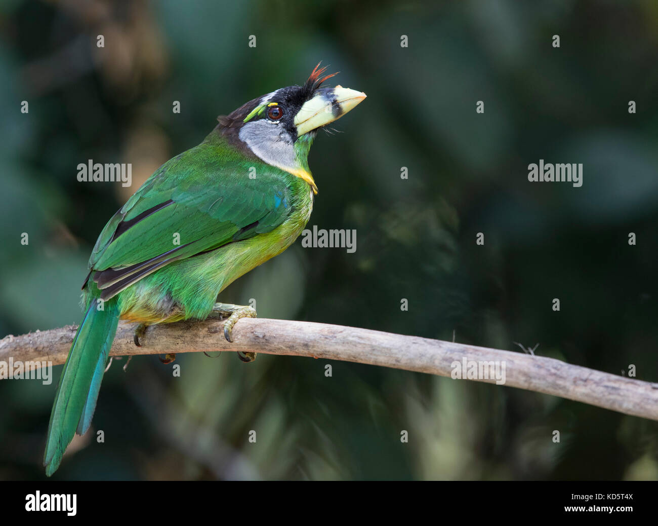 Bunte Vögel im natürlichen Lebensraum Stockfoto