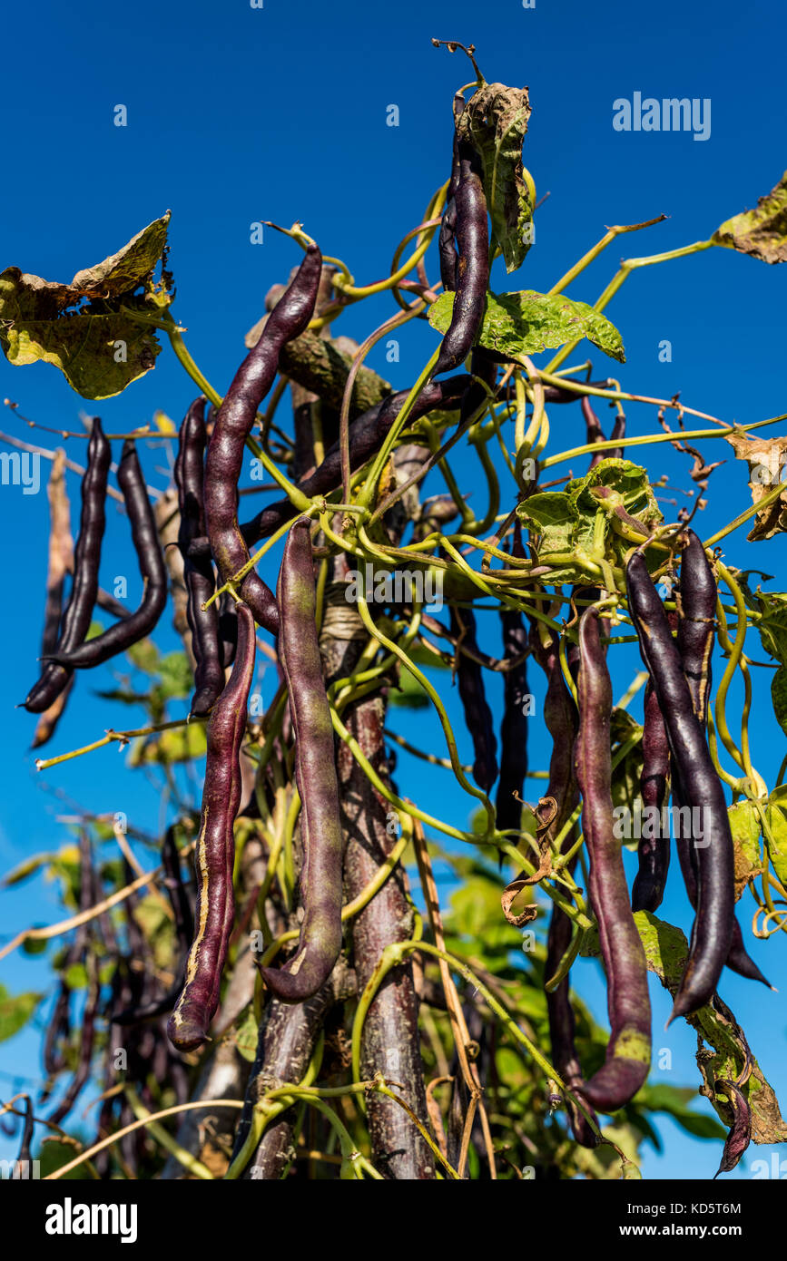 Phaseolus vulgaris Cherokee Trail of Tears, Papilionaceae. Lila, podded, Klettern Bohnen. Stockfoto