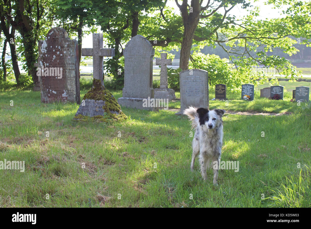 Schwarze und weisse Hund in einem Friedhof mit Grabsteinen. Cumbria, Großbritannien. Stockfoto