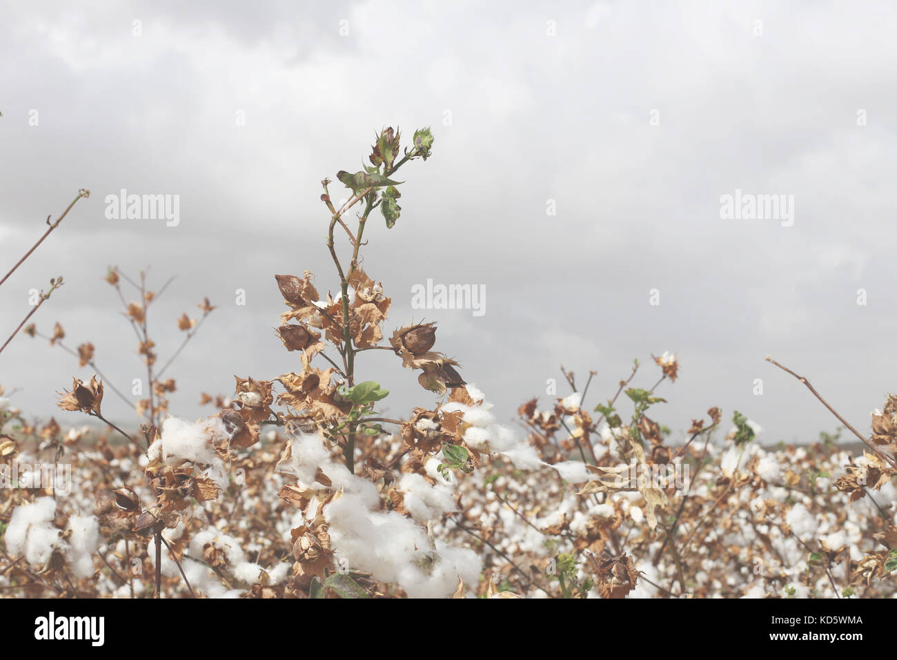 Baumwolle eingereicht grauer Himmel Hintergrund, die Jahreszeiten ändern fallen, das natürliche Wachstum Stockfoto