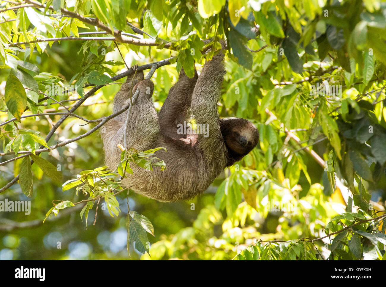 Drei-toed Sloth hängen in einem Baum, Costa Rica Stockfoto