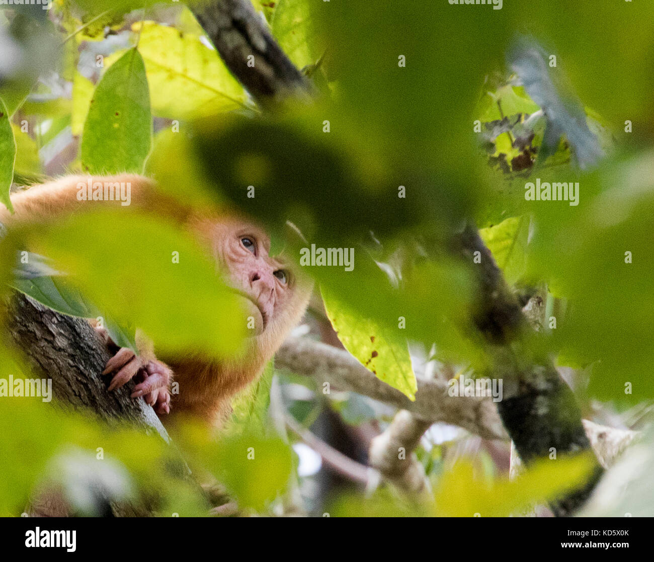 Blass Brüllaffen in einem Baum, Costa Rica Stockfoto