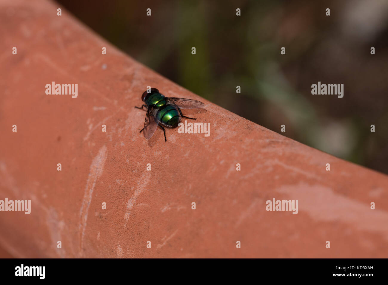 Grüne fliegen auf einem braunen Vase isoliert Stockfoto