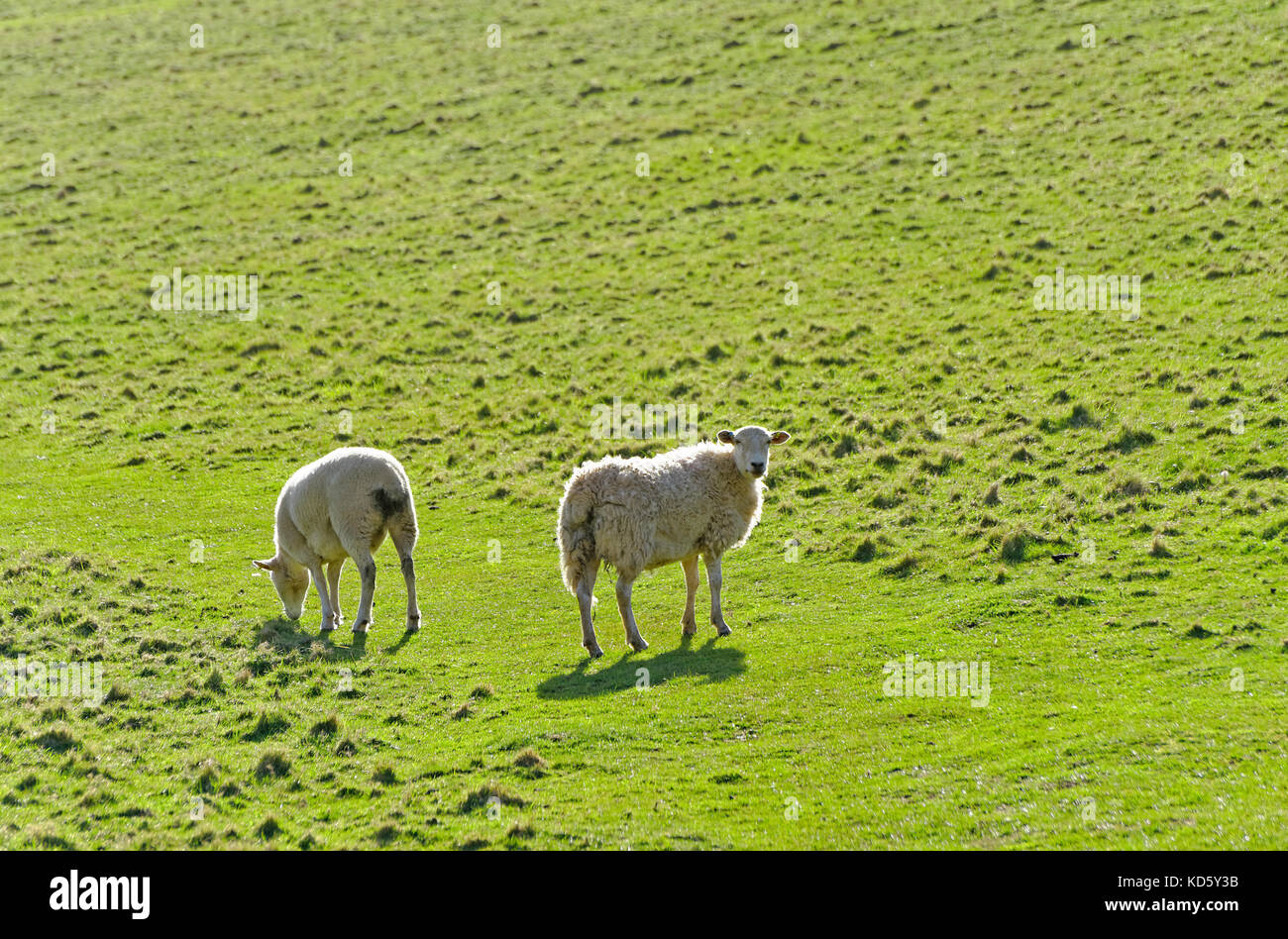 Zwei SCHAFE IN EINEM FELD IN Devon, England Großbritannien Stockfoto