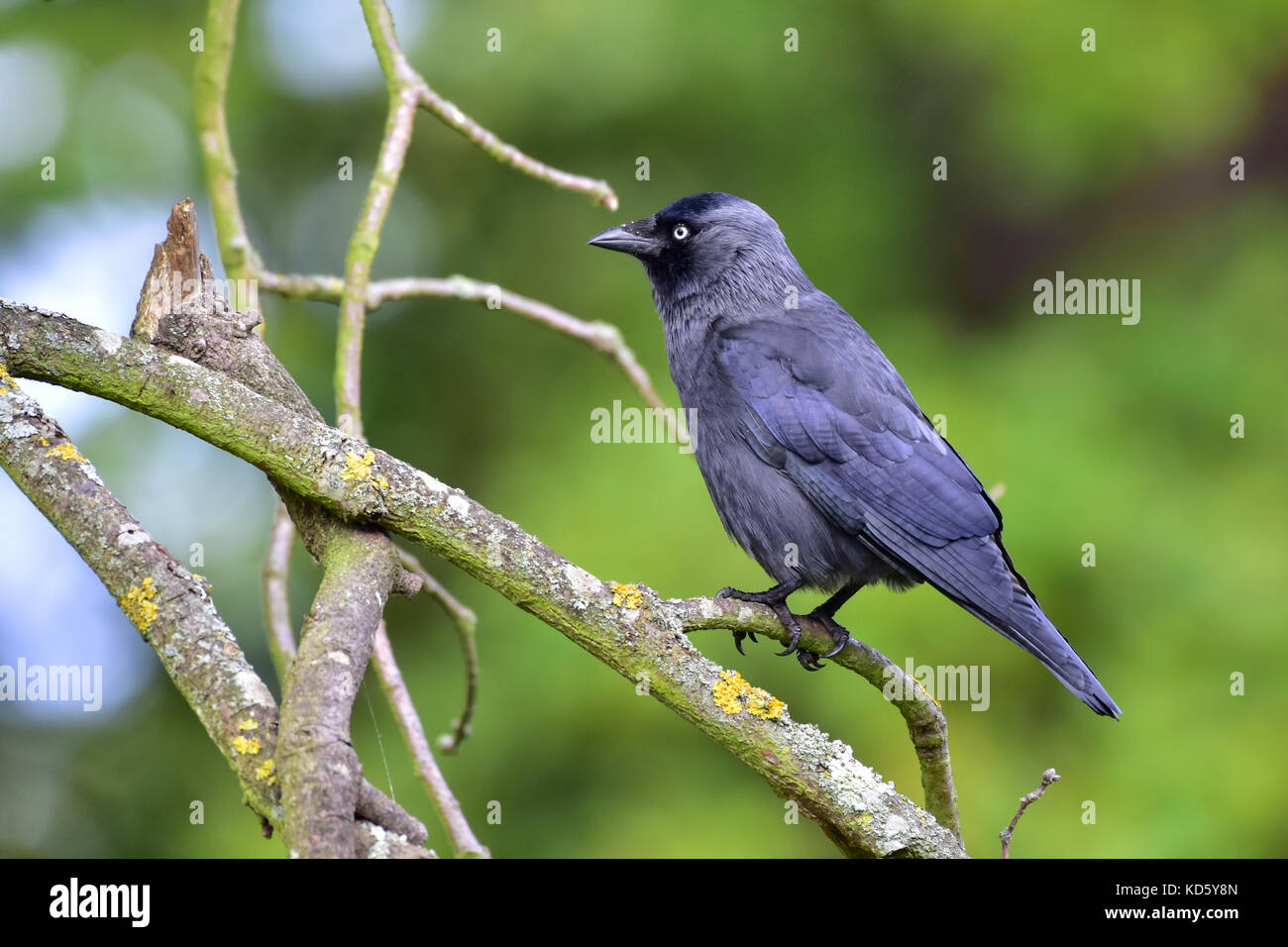 Dohle, coloeus monedula Stockfoto