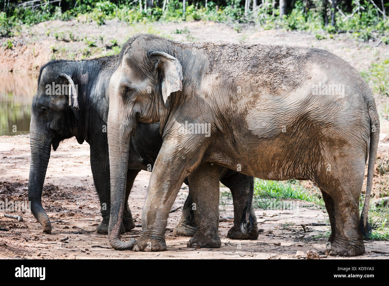 Zwei Baby Elefant auf der Bank von einem Teich Stockfoto
