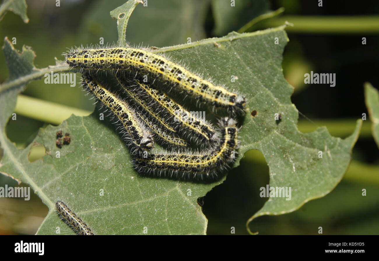 Großen weißen Raupen auf kapuzinerkresse Blatt Pieris brassicae