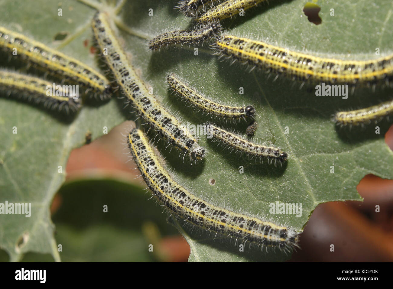 Großen weißen Raupen auf kapuzinerkresse Blatt Pieris brassicae