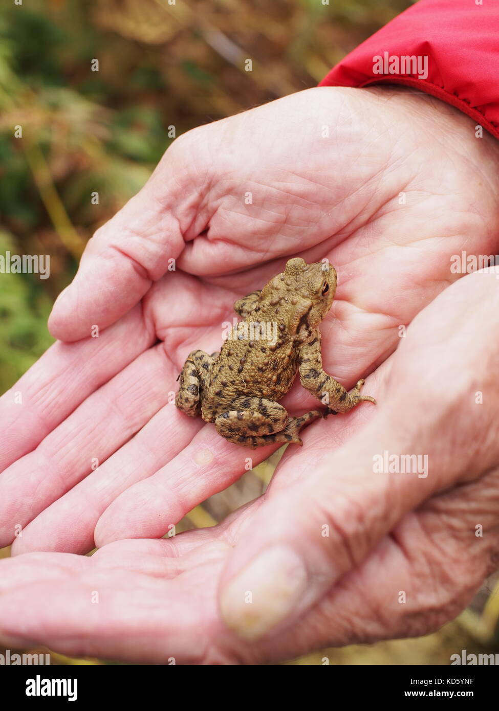 Junge Kröte in alten Händen gehalten Stockfoto